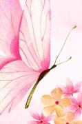 PelcasaJuliste Butterfly EleganceRoosaJulisteet- Homeroom