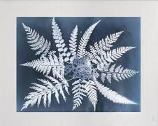 Fine Little Day Fern star -juliste 40 x 50 cm