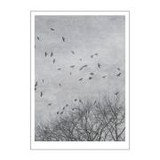 Poster & Frame - Ingrey Studio Juliste 30x40 cm Crows